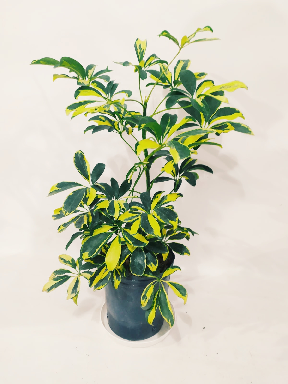 Aralia Arboricora Variegada – Planta Madre