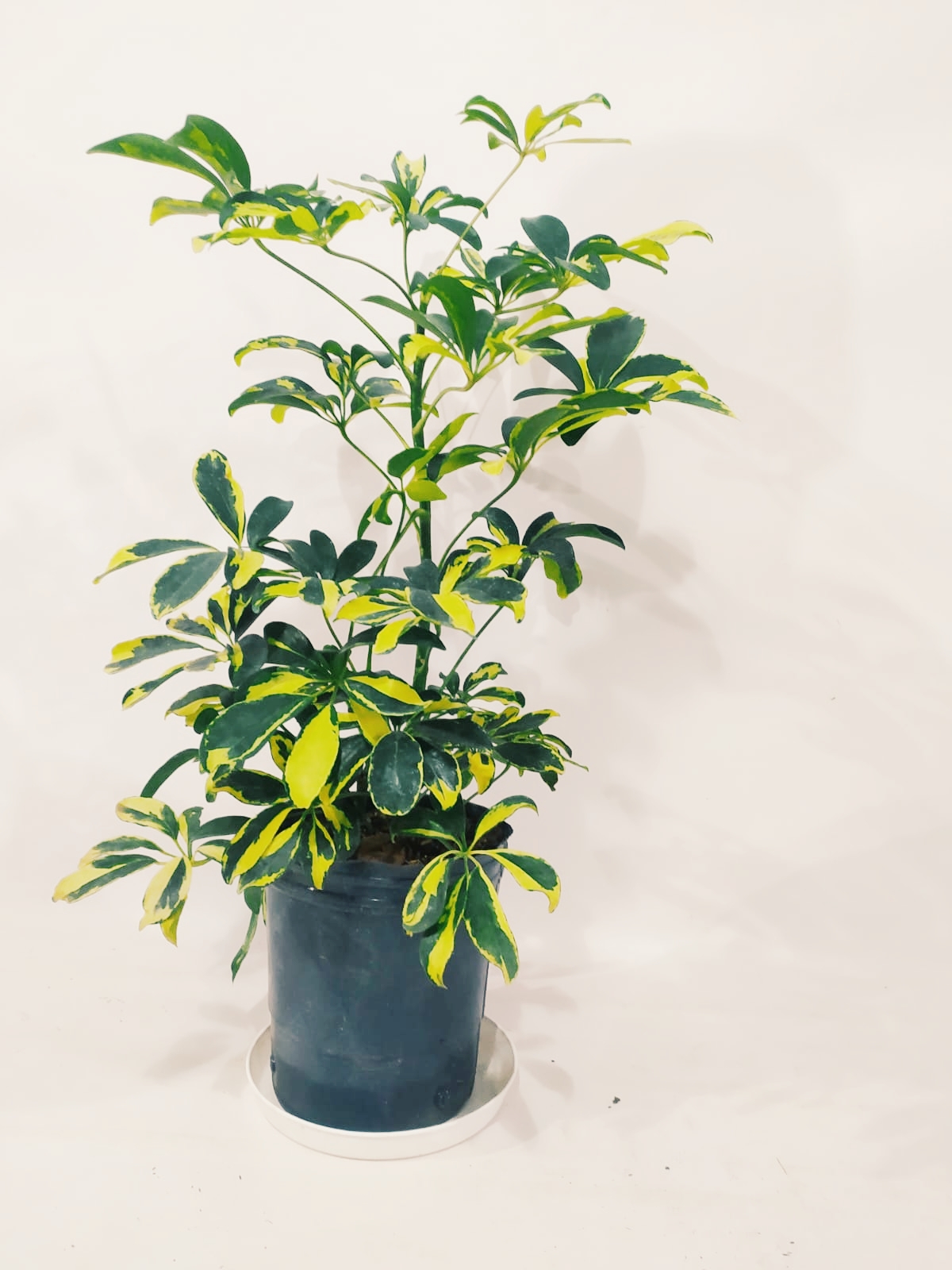 Aralia Arboricora Variegada – Planta Madre