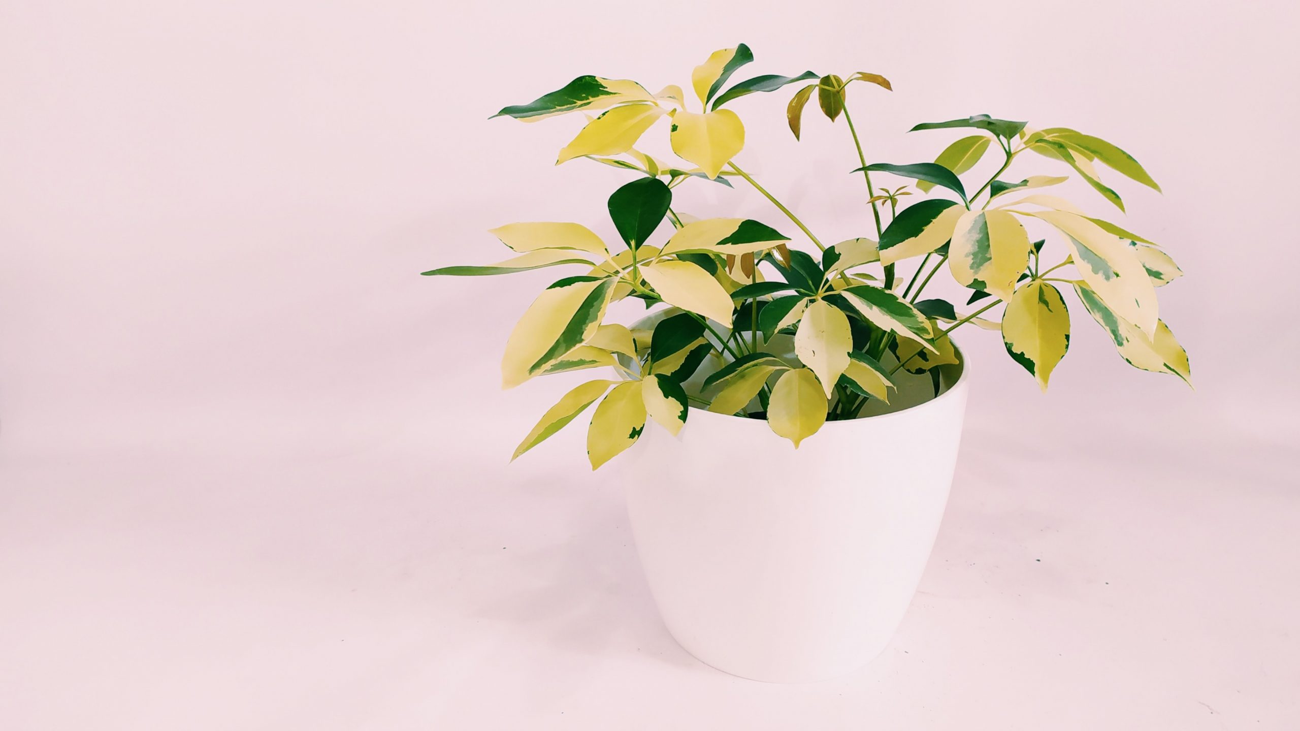 Aralia Arboricora Variegada – Planta Madre