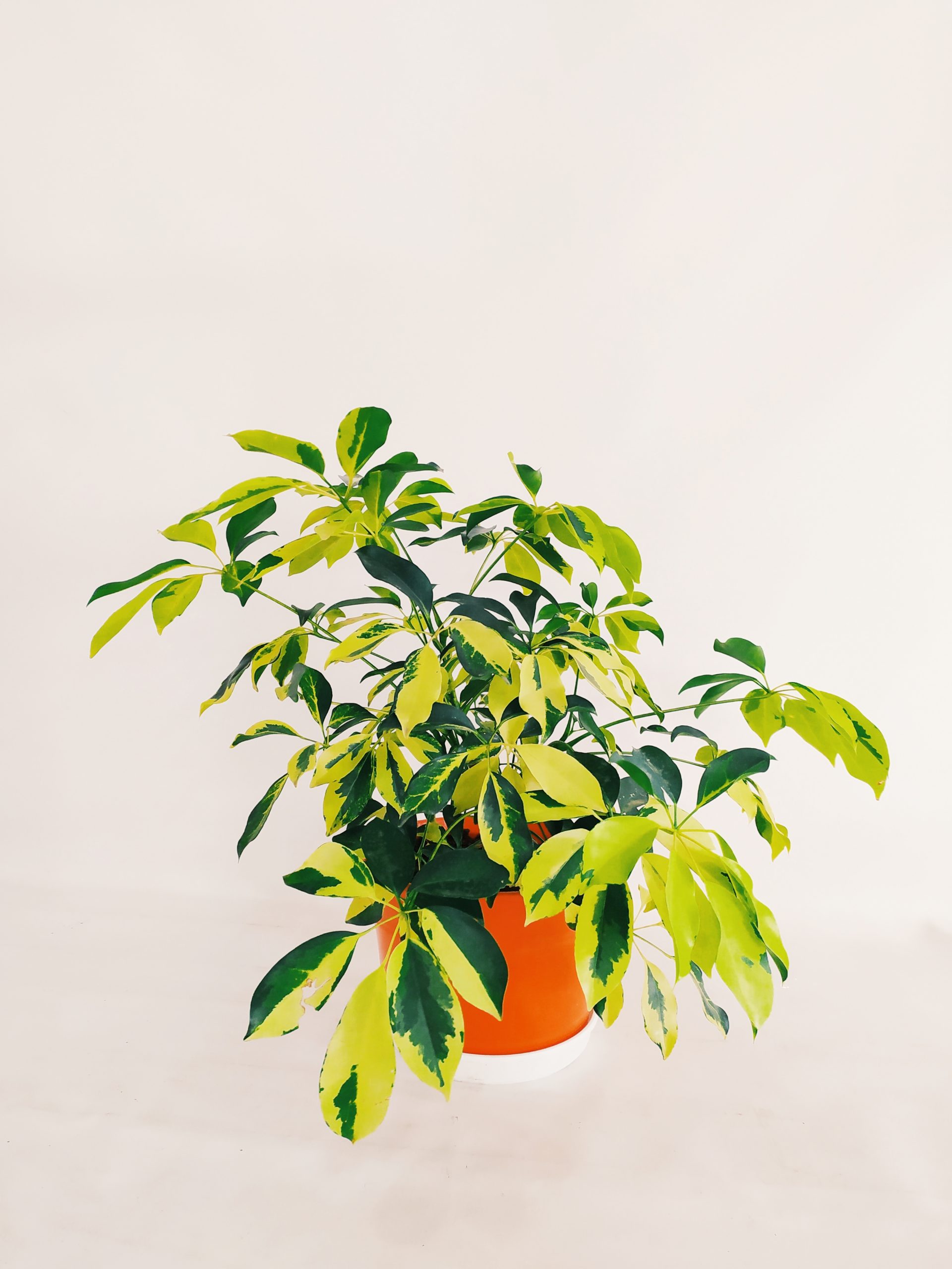 Aralia Arboricora Variegada – Planta Madre