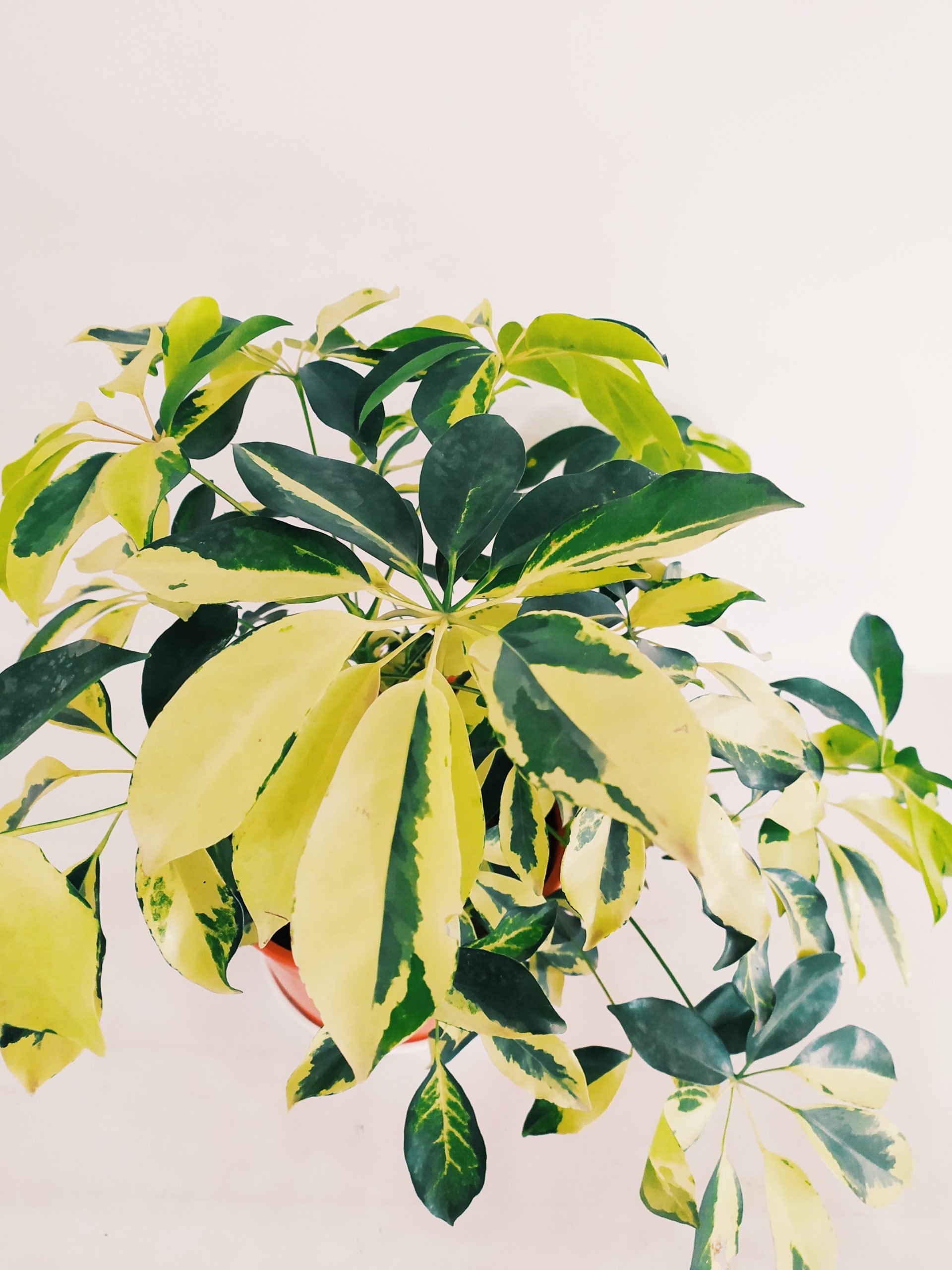 Aralia Arboricora Variegada – Planta Madre