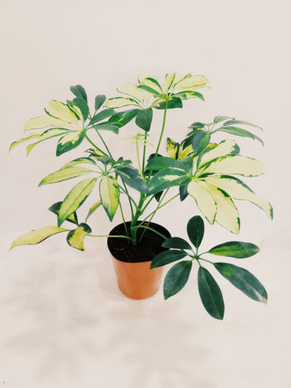 Aralia Arboricora Variegada Baby - Image 4