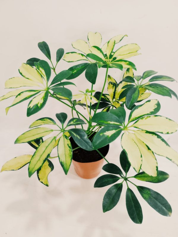Aralia Arboricora Variegada Baby - Image 3