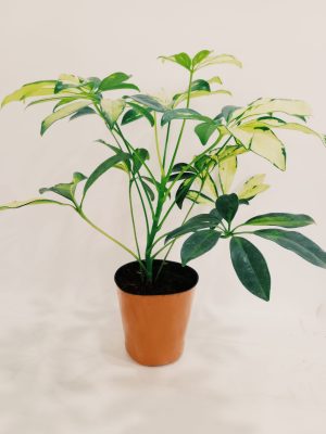 Aralia Arboricora Variegada Baby