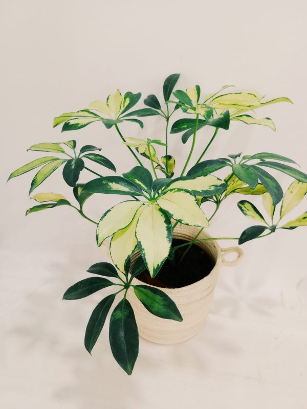Aralia Arboricora Variegada Baby - Image 2