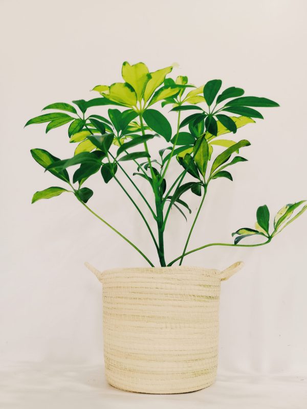 Aralia Arboricora Variegada Baby - Image 5