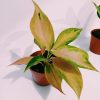 Aglaonema Pink chica - Image 2
