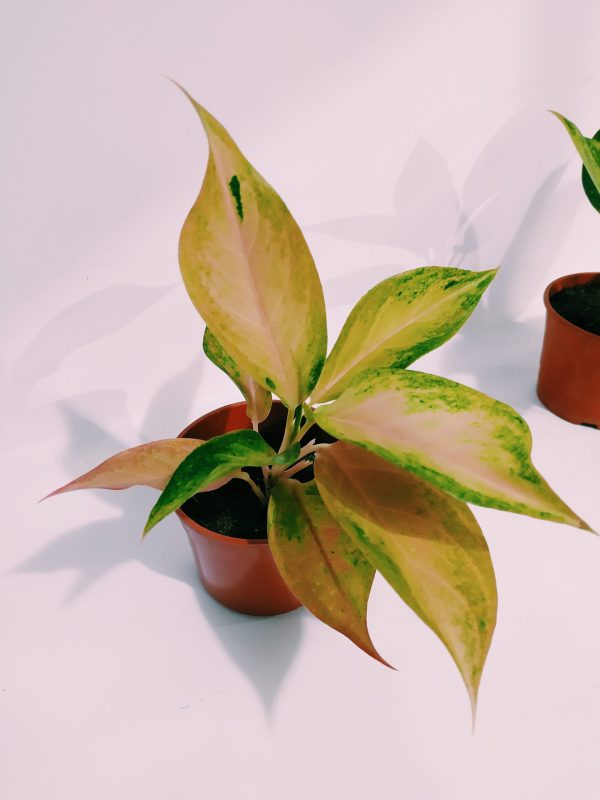 Aglaonema Pink chica - Image 2