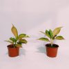 Aglaonema Pink chica
