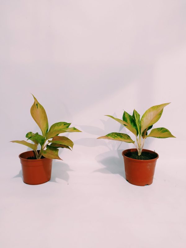 Aglaonema Pink chica