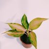 Aglaonema Pink chica - Image 3