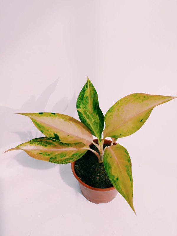 Aglaonema Pink chica - Image 3