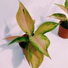 Aglaonema Pink chica - Image 4