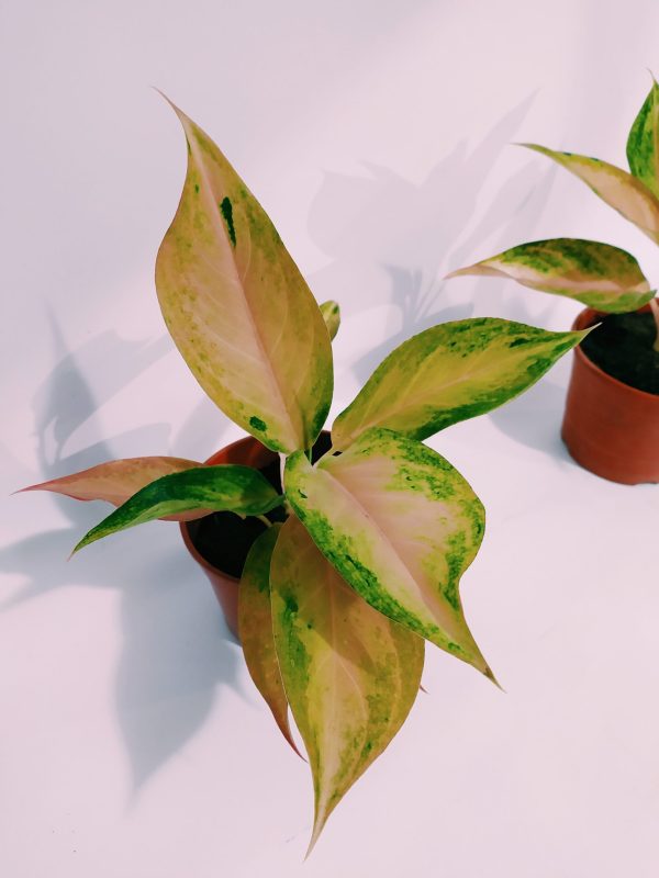 Aglaonema Pink chica - Image 4