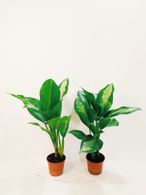 Aglonema Silver Bay