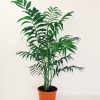 Palmera Chamaedorea Chica - Image 2