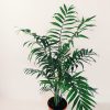 Palmera Chamaedorea Chica - Image 3