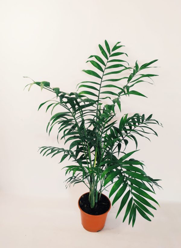 Palmera Chamaedorea Chica - Image 3