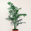 Palmera Chamaedorea Chica