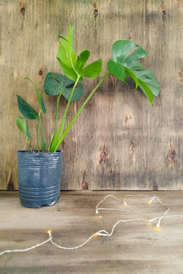 BABY MONSTERA DELICIOSA. UN TOQUE TROPICAL PARA TU HOGAR! - Image 3