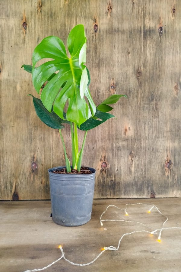 BABY MONSTERA DELICIOSA. UN TOQUE TROPICAL PARA TU HOGAR! - Image 4