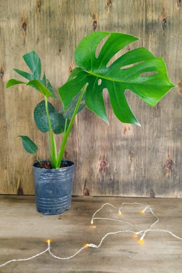 BABY MONSTERA DELICIOSA. UN TOQUE TROPICAL PARA TU HOGAR! - Image 2