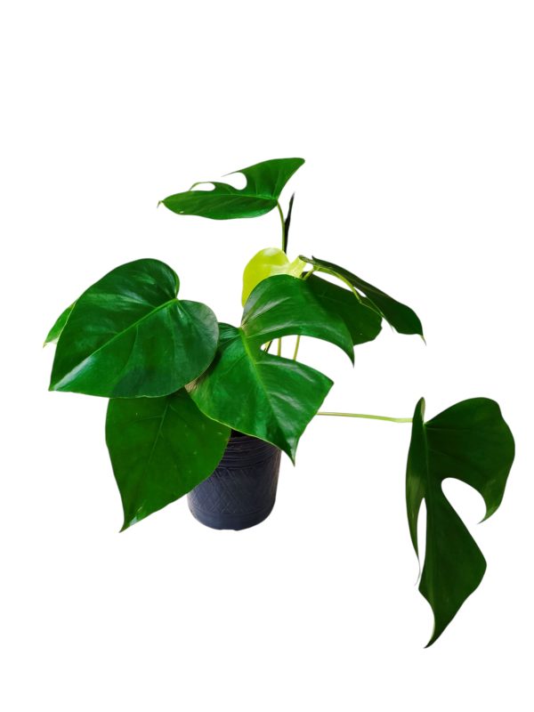 BABY MONSTERA DELICIOSA. UN TOQUE TROPICAL PARA TU HOGAR! - Image 5