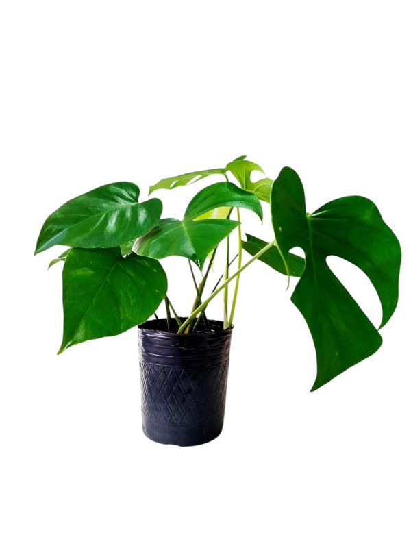 BABY MONSTERA DELICIOSA. UN TOQUE TROPICAL PARA TU HOGAR! - Image 4