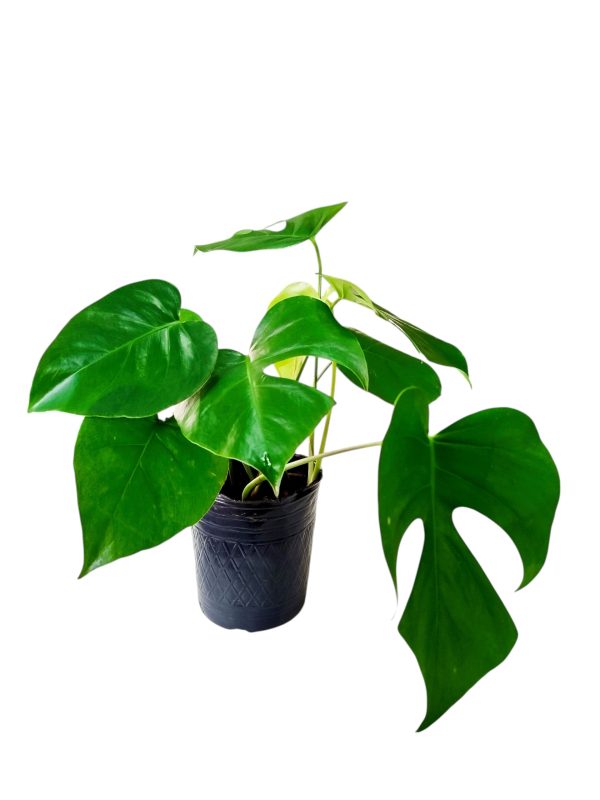 BABY MONSTERA DELICIOSA. UN TOQUE TROPICAL PARA TU HOGAR! - Image 3