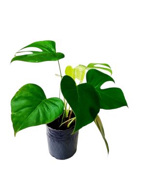 BABY MONSTERA DELICIOSA. UN TOQUE TROPICAL PARA TU HOGAR!