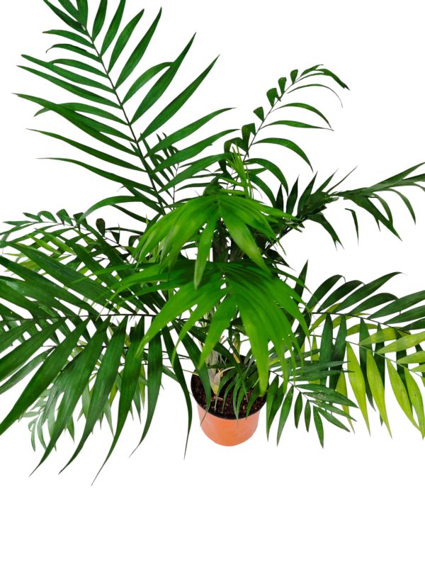 Palmera Chamaedorea ¡Tu oasis tropical espera! - Image 4