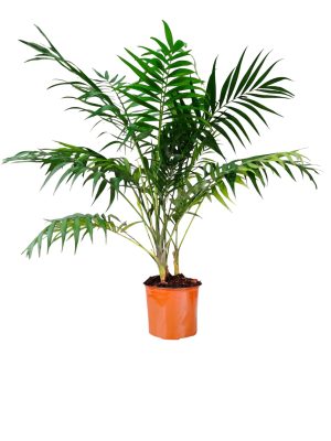 Palmera Chamaedorea ¡Tu oasis tropical espera!
