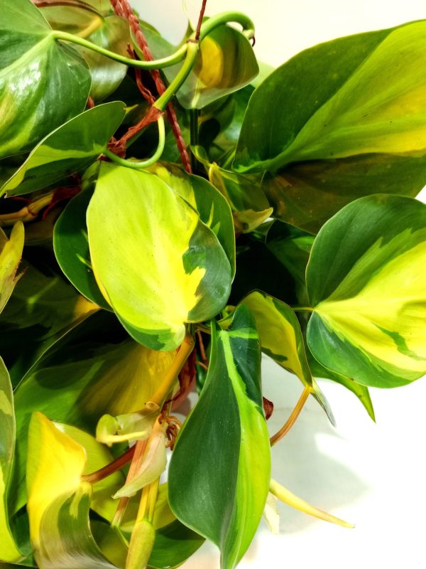 Philodendron Cordatum Brasil M en Bols - Image 2