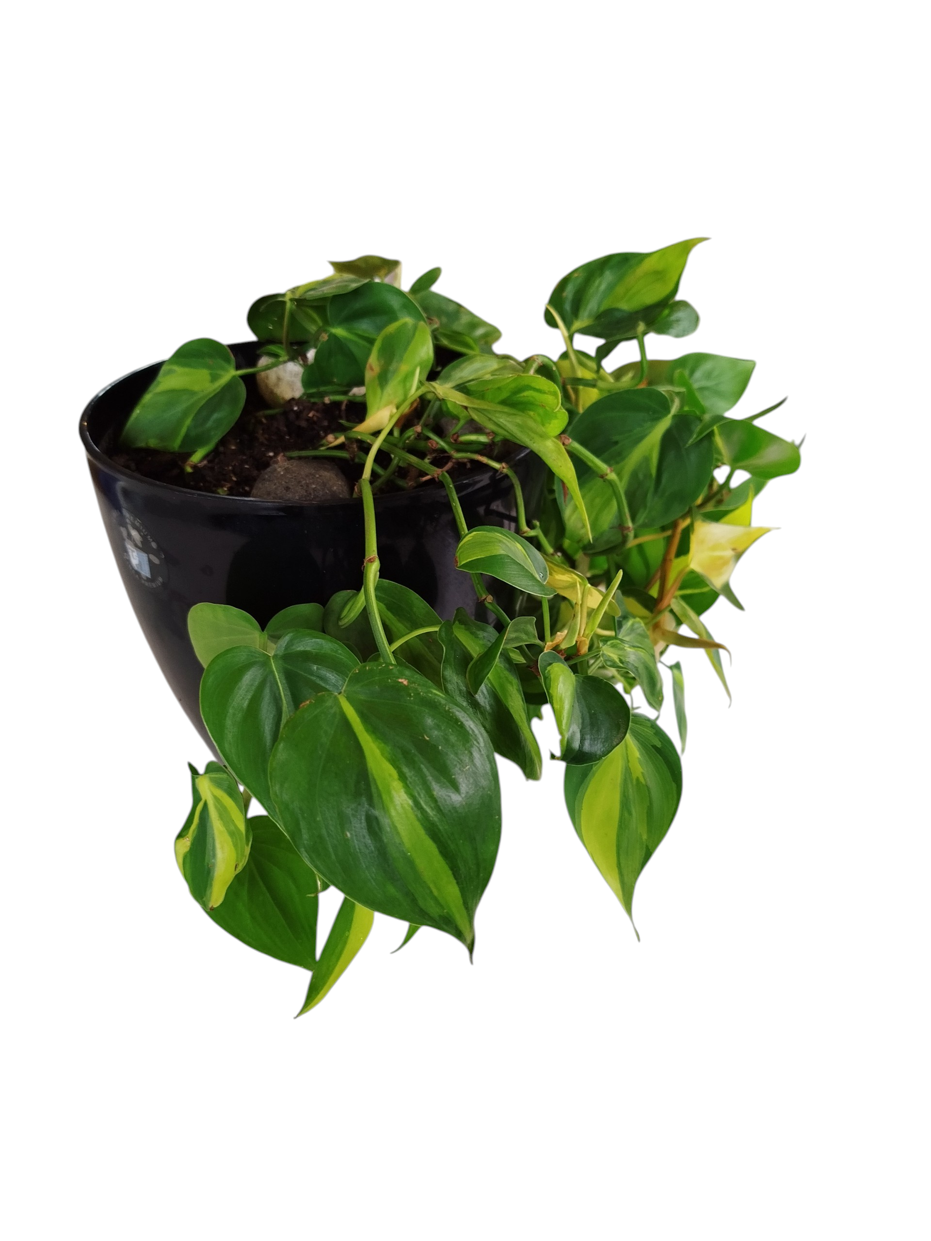 ¡DESCUBRE EL ENCANTO DEL PHILODENDRO BRASIL "L"! En maceta negra - Image 3