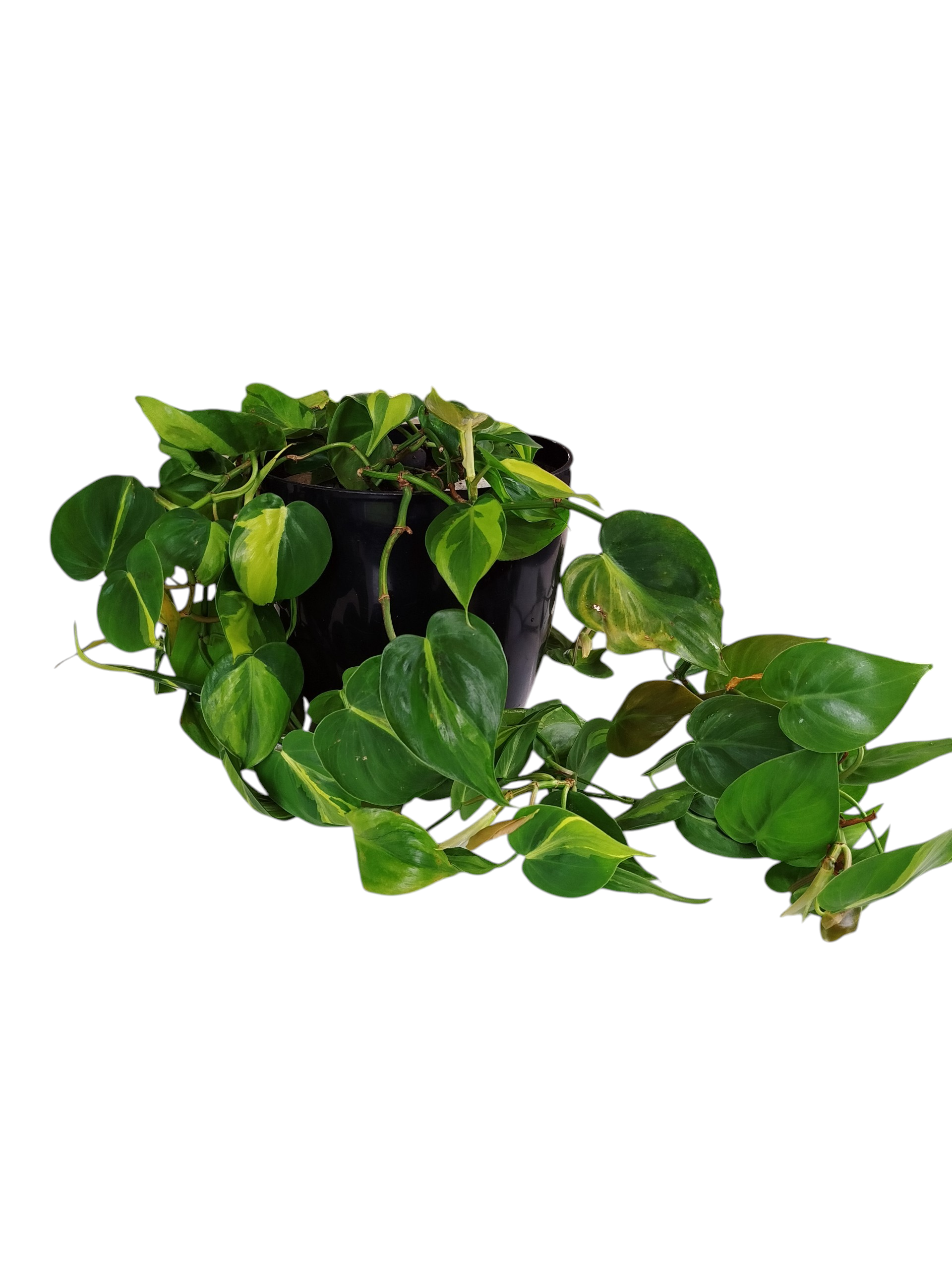 ¡DESCUBRE EL ENCANTO DEL PHILODENDRO BRASIL "L"! En maceta negra - Image 2