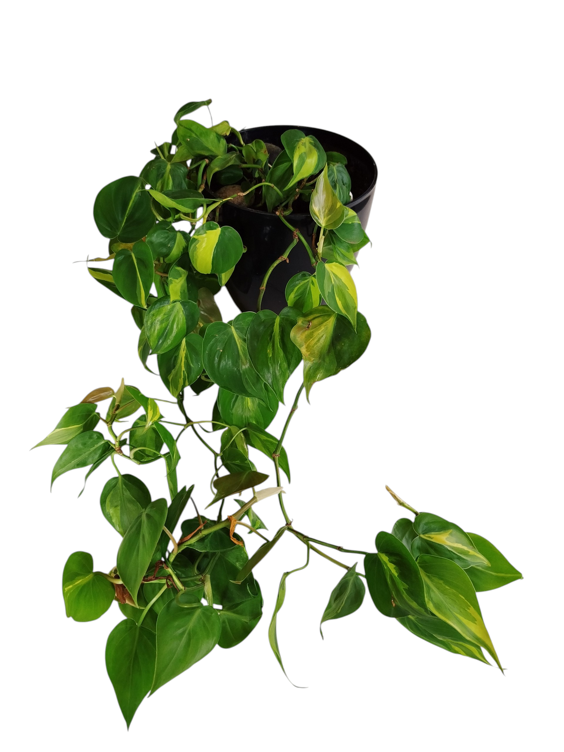 ¡DESCUBRE EL ENCANTO DEL PHILODENDRO BRASIL "L"! En maceta negra - Image 4