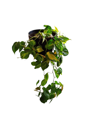 ¡DESCUBRE EL ENCANTO DEL PHILODENDRO BRASIL "L"! En maceta negra