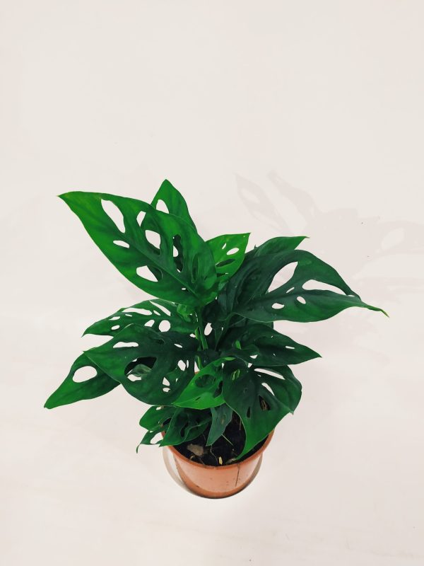 Monstera Adansonii "S" - Image 3