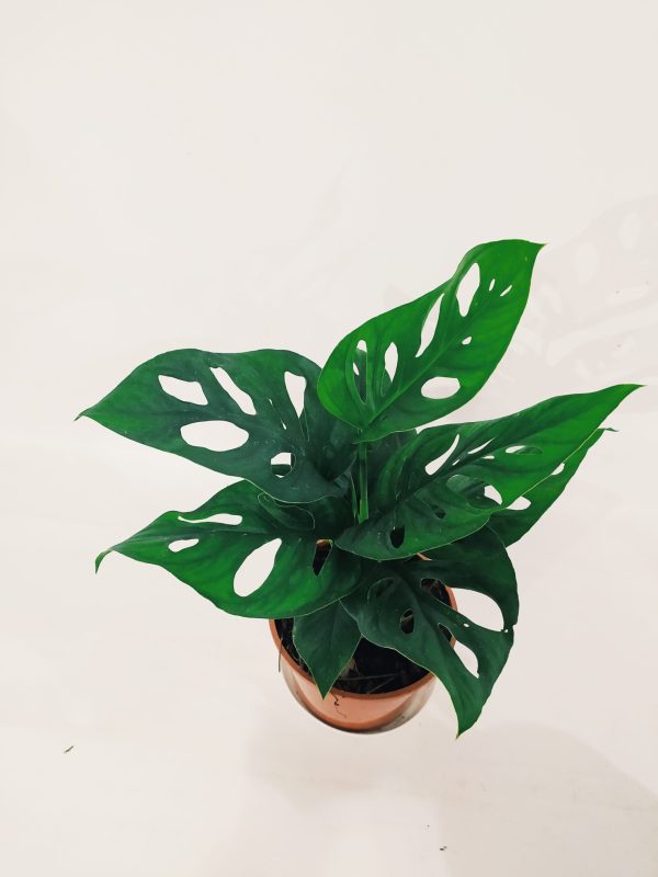 Monstera Adansonii "S" - Image 2