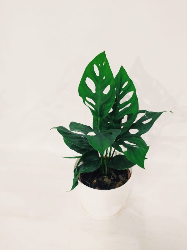 Monstera Adansonii "S" - Image 4