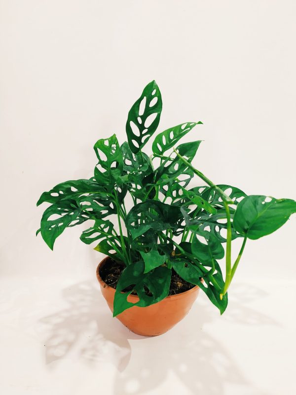 Monstera Adansonii M" - Image 3