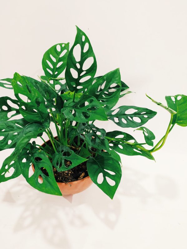 Monstera Adansonii M" - Image 2