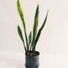 Sansevieria Trifasciata Mediana - Image 2