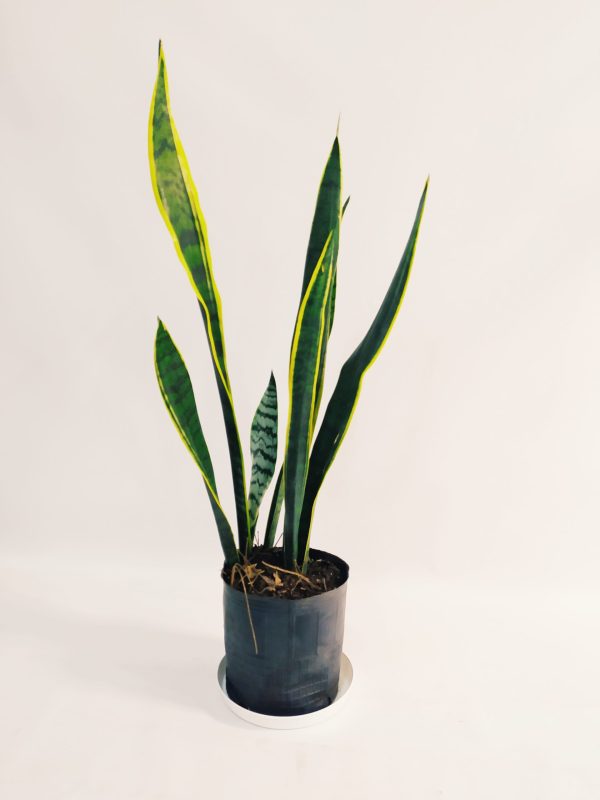 Sansevieria Trifasciata Mediana - Image 2