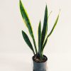 Sansevieria Trifasciata Mediana - Image 3