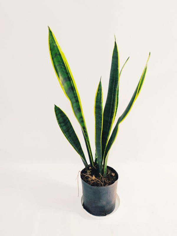 Sansevieria Trifasciata Mediana - Image 3