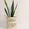 Sansevieria Trifasciata Mediana - Image 4