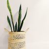 Sansevieria Trifasciata Mediana - Image 5
