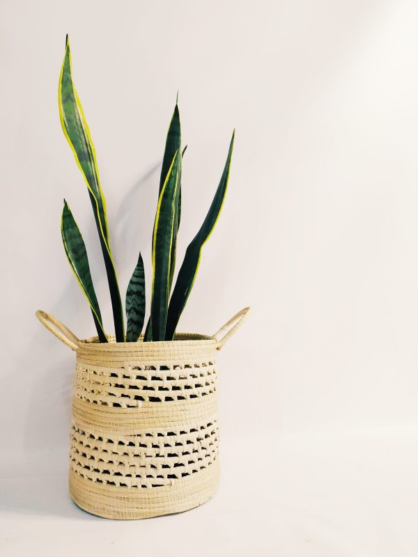 Sansevieria Trifasciata Mediana - Image 5
