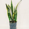 Sansevieria Trifasciata Mediana